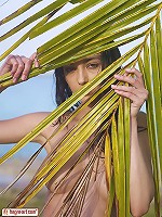 Anna S Palm Tree