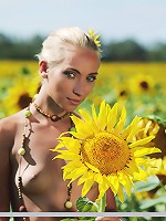 Tournesol